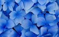 pic for Blue Flowers 